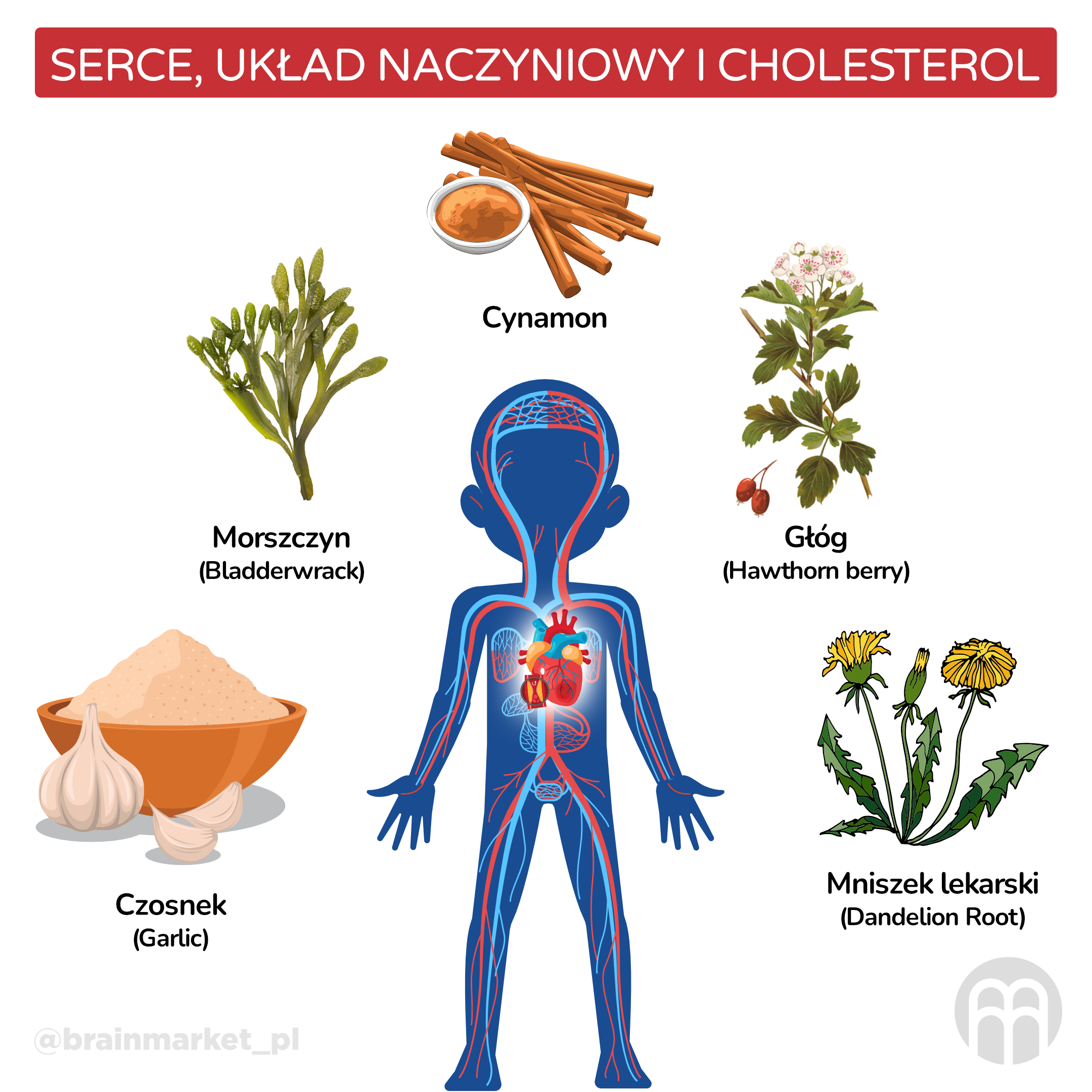 Srdce, cévní systém a cholesterol_infografika_pl